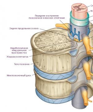 Строение и функции шейного отдела позвоночника у человека