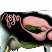 Желудок жвачных животных: строение желудка и процесс пищеварения Почему у жвачных сложное строение желудка