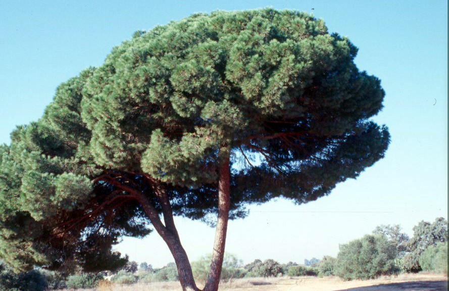 Хвойные турции. Сосна Пино. Турция деревья Пиния. Сосна Пиния Pinus pinea штамб. Сосна араукария в Португалии.