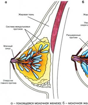 Structure and functions of the mammary glands