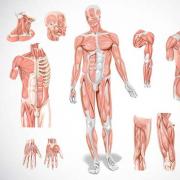 Tkanivá: štruktúra a funkcie Typ funkcie a štruktúra ľudských tkanív