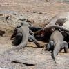 Dragons of Komodo Island - jak strategia polowania pomaga wygrać śmiertelną walkę Smocza Wyspa jak nazywają się zwierzęta