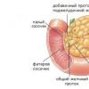 Diffuse changes in the pancreas and liver