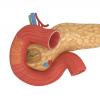 Small intestine, its functions and sections