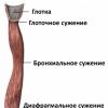 Human esophagus: anatomical and physiological features, structure and topography