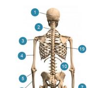 Esqueleto humano y sus funciones.