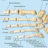 Anatomy of the footpodological practice Irina Egorova educational podological center anatomy of the foot