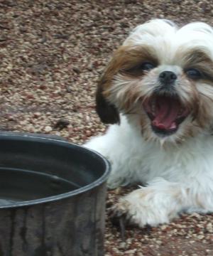 How and what to feed the Shih Tzu: rules for feeding puppies and adult dogs